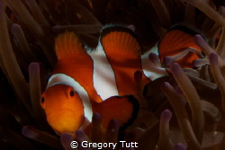 Clown fish on New Year's day... apparently he did not enj... by Gregory Tutt 